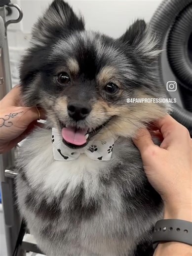 🐾Treat your furry friend to the ultimate luxury with our VIP mobile pet grooming service. We bring the salon to you, ensuring your pup stays healthy and feels fabulous, one paw at a time. Reach out to us by text for more information on our mobile grooming services 🐾🐶 808-729-4994🐶🐾 #4pawprofessionals #mobilepetgrooming #petgrooming #oahu ##pomeranian @Amy Matassa @ShadowMonarch(aka Jon)