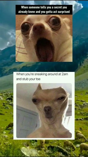 gotta surprised 😯😅 #daliymemes #funnymemes #funny #memehub #memes #comedy #youtybeshorts #viral