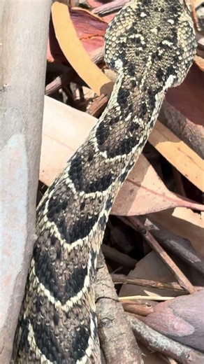 An adder a day #shorts