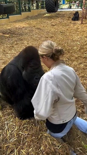 25K views · 358 reactions | KIFU so greedy 轢藍 #greedy #gorilla #animals | Aspinall Freya Animals | Facebook