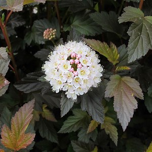 Physocarpus COPPERTINA - Buy Ninebark Shrubs Online