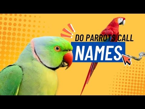 Do Parrots Call Each Other With Names? The Amazing Alex!