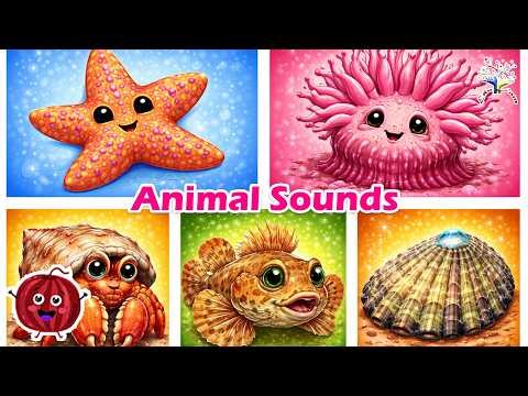 Tide Pool Animal Sounds! ⭐🦀 | Starfish, Hermit Crab & Ocean Rock Pool Song for Kids