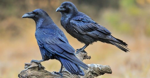 How to Attract Ravens to Your Yard: 13 Effective Methods & Benefits