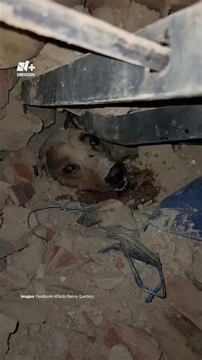 Dog Rescued from Rubble in Venezuela