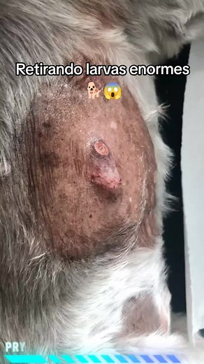 Berne em Cachorro: Retirada de Larvas Enormes