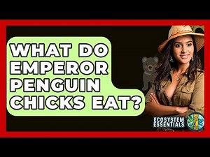 What Do Emperor Penguin Chicks Eat? - Ecosystem Essentials