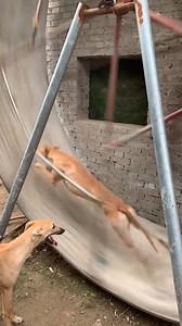1.9M views · 17K reactions | This dog could power an entire city! 藍藍 Watch the FULL video: https://bit.ly/3TUfs2H | The Woof World | Facebook