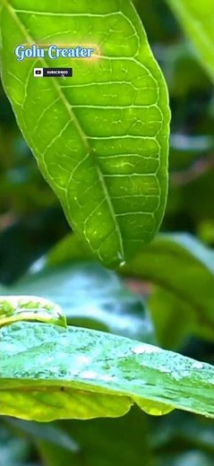 CG Nature full Screen Status||4k video||whatsapp status||Cg Dhun||Chhattisgarhi Dhun||Golu Creater||