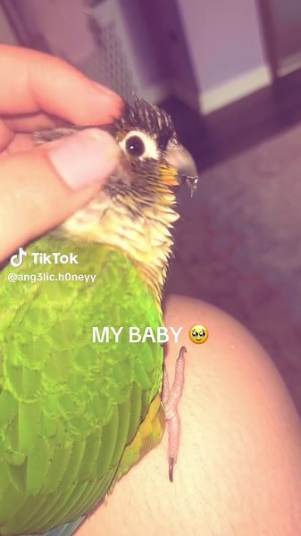 His little head scratches 🥹🥹UGHH #conure #birds #fyp