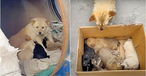 Lady Meets A Dog Living In Barrel With Her Babies But They’re ‘Not-All-Puppies’