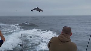 Watch as a dolphin takes a massive leap - one of the highest jumps ever recorded off the Sussex coast - dolphin sightings have reached record levels this summer. Read more here: https://www.itv.com/news/meridian/2021-07-15/video-record-dolphin-sightings-in-sussex-including-massive-leap | ITV News