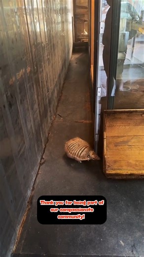 3K views · 127 reactions | Help Save Ren the Burrowing Armadillo! ...