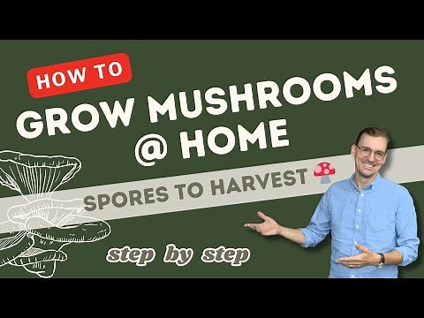 Learn How to Grow Mushrooms at Home 🍄 | Full Guide