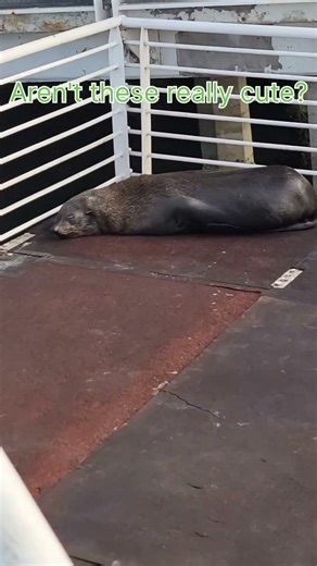 lotsa cute, sleeping seals