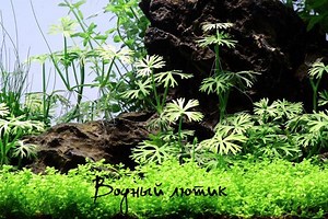 Водный лютик - ранункулус инундатус