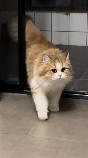 The landlord said no pets. So I told them I have a furry roommate who pays rent in cuteness. 🐱💸 #cutecat
