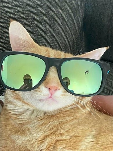 Baby Sweetness Edit (my cat) #funnycat #catshorts #catedit #babysweetness