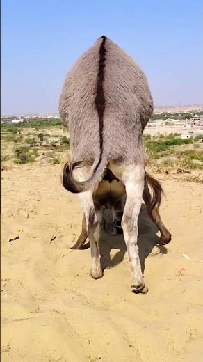 Donkey Breeding Meeting#DonkeyBreeding #DonkeyMating #AnimalBreeding #DonkeyFarm #Livestock