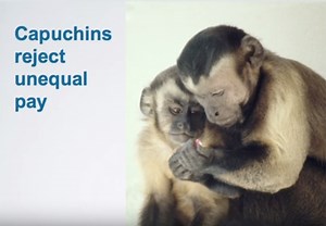What Happens When You Pay Two Monkeys Unequally? Watch to find out!