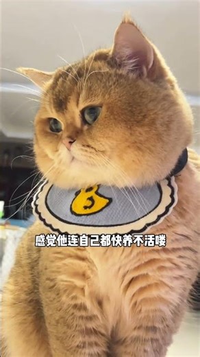 Big Face Challenge: Cutest Pet Debut & Part-Time Job Adventure