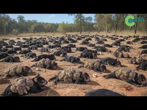 Australia Unleashes THIS NATIVE MONSTER TO WIPE OUT FERAL CATS - The Results Terrify Scientists