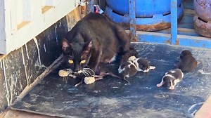 81K views · 1.8K reactions | Angry abandoned mother cat ask for help #reels #viral | Cute Kittens | Facebook