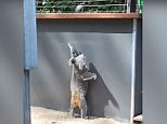 Lonely koala attempts to break free from concrete enclosure