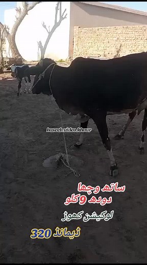 #idea #virlvideo #trading #trading