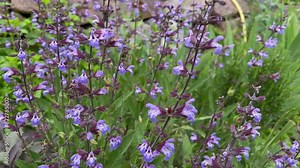 Sage, Salvia officinalis