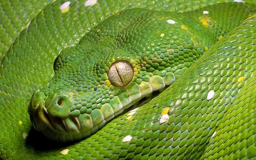 Python的秘密，你知道吗？Python之禅