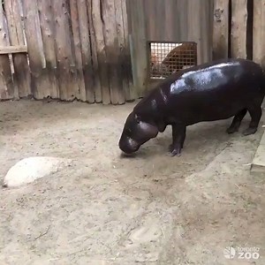 46K views · 774 reactions | The baby hippo at the Toronto Zoo is almost all grown up now  | blogTO | Facebook