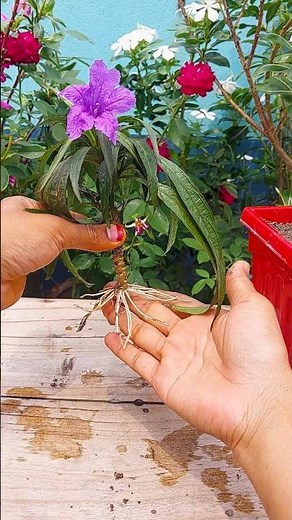 How to Grow Petunia by Cuttings || Propagation of Petunia by Cuttings