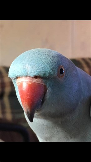 Every bird here has a story-sometimes heartbreaking, always inspiring. From before-and-after moments to second chances, your support makes these transformations possible. 💚🦜 Swipe through to see what hope, love, and a little chaos can do! What’s your favorite rescue transformation or animal comeback story? Share it below! #rfpsinc #Transformation #RescueWorks #BeforeAndAfter #SanctuaryStories | Ruffled Feathers