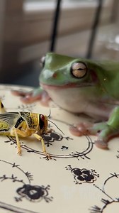 I nearly lost a finger!! poisonous frog!! #frogs #hungry #food | Hunger Table