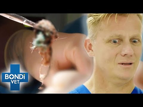 Vet Pulls Out Shocking Long String Causing Cat Intestinal Blockage 🤯 | Bondi Vet Clips | Bondi Vet