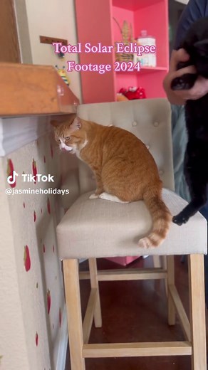 Total Solar Eclipse Footage 2024: Cat Eclipse Video