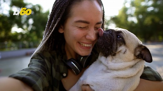 How to Know Which Love Language Your Dogs Want to Speak