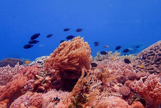 3 nature-based solutions to help us start sequestering carbon now