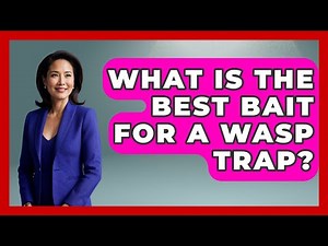 What Is The Best Bait For A Wasp Trap? - Insects and Invaders