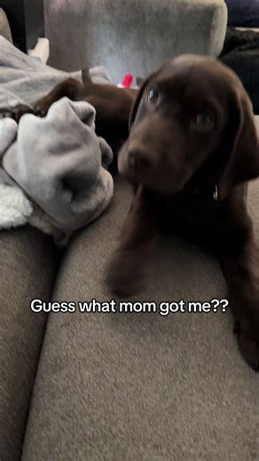 Hands-Free Dog Leash for a Stress-Free Walk