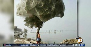 Trees covered in spider webs?