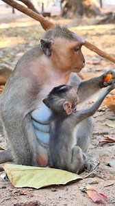 Two sweeties #JinxMonkey #JesterMonkey #AmberTroop #LovelyMonkey #Monkeyreels | Lovely Monkey