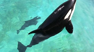 Killer whale mimics human speech
