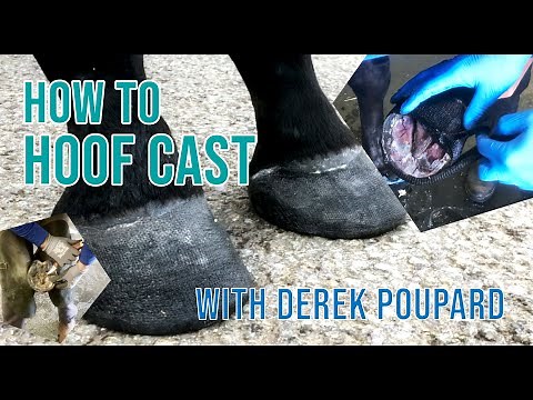 Quick Hoof Casting Demo by Derek Poupard at Godolphin, Newmarket
