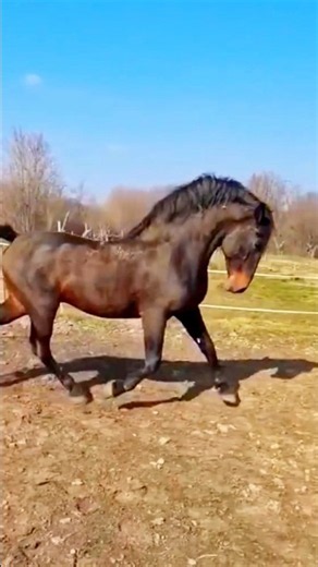 Powerful Horse Running in Slow Motion🔥🔥 #sterstallion #horses #sansansehorhorse