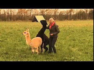 Kaos midt i interview: Lama ville parre sig - DR Nyheder