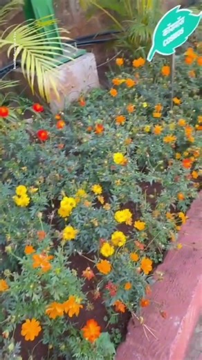 Orange cosmos flower