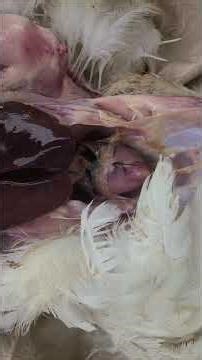 Chicken Necropsy 101