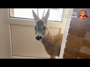 That Deer Comes Back Here Every Night — And Always Waits at the Door | Cozy Critters